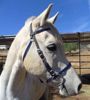 Picture of Halter Bridle Lite with Bit Hangers (no halter squares)