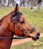 Picture of Double Buckle Padded Noseband for Hackamore