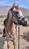 Picture of Halter Bridle Convertible