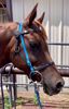 Picture of Halter Bridle Convertible