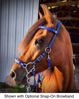 Picture of No Brow Hackamore Lite (conway cheeks)