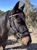 Picture of Bridle Converter (straight cheek pieces)