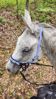 Picture of No Brow Hackamore Lite (conway cheeks)
