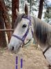 Picture of Halter Bridle Lite with Bit Hangers (no halter squares)