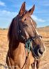 Picture of No Brow Hackamore Lite (conway cheeks)