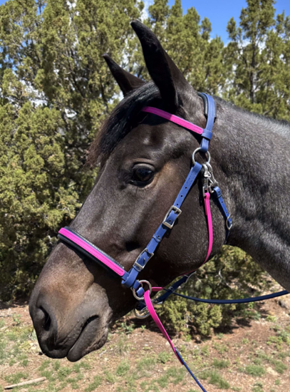 Picture of Evolution Bridle w/ Included Reins