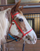 Picture of Evolution Bridle w/ Included Reins