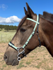 Picture of Hackamore Deluxe (straight cheeks with buckles)