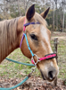 Picture of Hackamore Lite (conway cheeks)