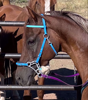 Picture of Hackamore Lite (conway cheeks)