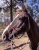 Picture of Halter Bridle with Bit Hangers