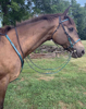 Picture of Halter Bridle Lite with Bit Hangers (no halter squares)