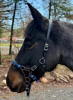 Picture of No Brow Hackamore Deluxe (buckle cheeks)