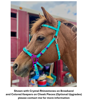 Picture of Hackamore Lite (conway cheeks)