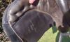 Picture of Kieffer Aachen All Purpose Saddle