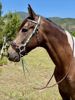 Picture of Hackamore Deluxe with Grippy Reins - ON SALE