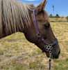 Picture of No Brow Hackamore Lite (conway cheeks)