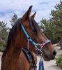 Picture of No Brow Hackamore Lite