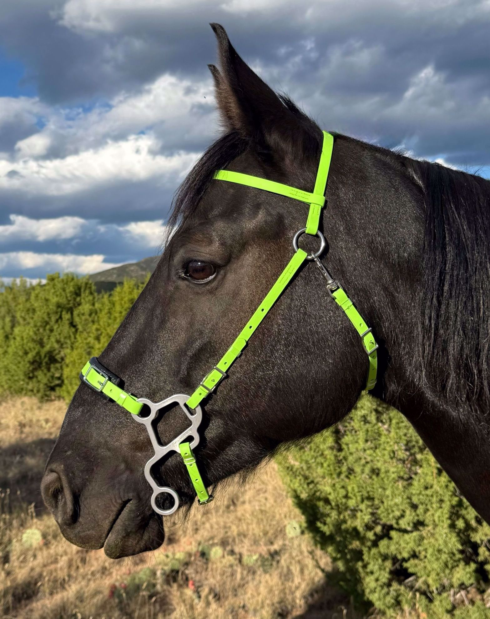 Moss Rock Endurance-moss endurance hackamore bridle