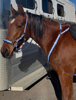 Picture of No Brow Hackamore Lite (conway cheeks)