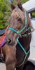 Picture of No Brow Halter Bridle with Bit Hangers