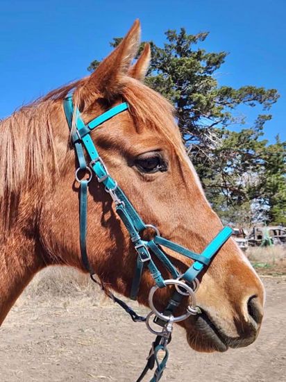 Picture of Sidepull with Bit Hangers