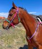 Picture of Halter Bridle with Bit Hangers