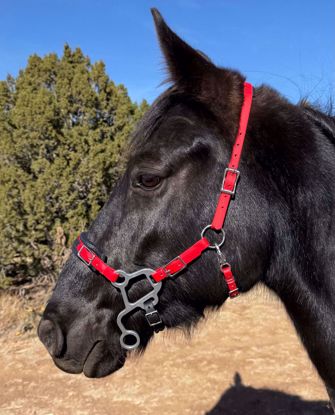 Picture of No Brow Hackamore Deluxe (buckle cheeks)