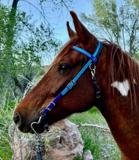 Picture of Trail Bridle (straight cheeks)