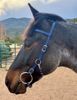 Picture of Trail Bridle (angled cheeks)