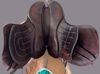 Picture of English Endurance Saddle "Marathippo", NEW LISTING!
