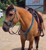 Picture of Padded Breast Collar - The Big 'Un!